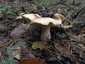 Bársonyos fapereszke (Tricholomopsis rutilans), Őrség